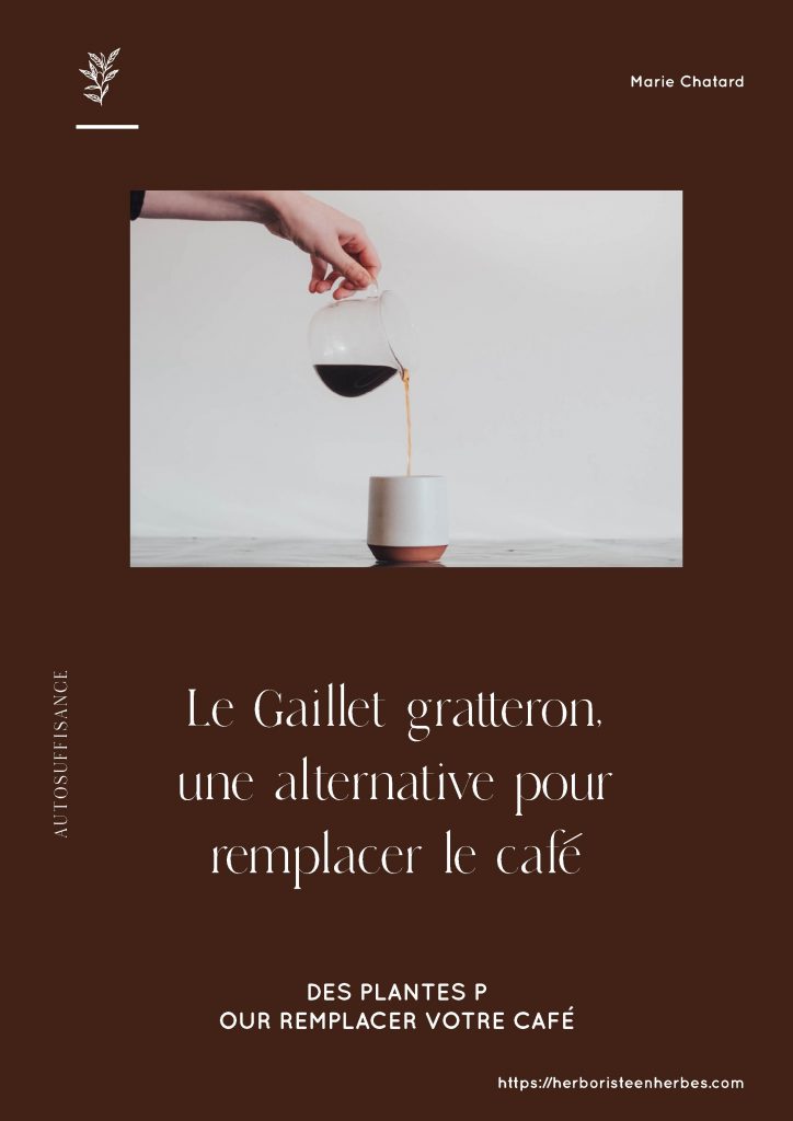 Les graines de Gaillet gratteron (Galium aparine)  peuvent être torréfiées pour obtenir une boisson similaire au café.